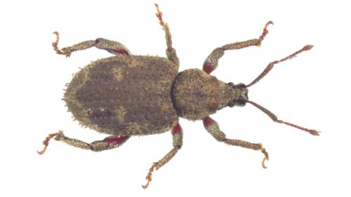 Réf. 239 355 : Caenopsis fissirostris